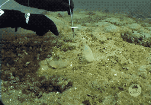 灭绝|因为死宅又不爱运动，这种生物终于把自己整灭绝了