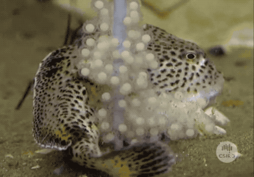 灭绝|因为死宅又不爱运动，这种生物终于把自己整灭绝了