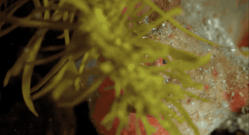 灭绝|因为死宅又不爱运动，这种生物终于把自己整灭绝了