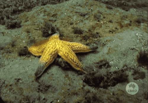 灭绝|因为死宅又不爱运动，这种生物终于把自己整灭绝了