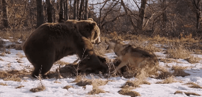 bbc|豆瓣9.5，BBC又出神作，堪比《地球脉动》
