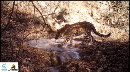 华北豹|动物不开心，都是因为道路太多惹的祸？