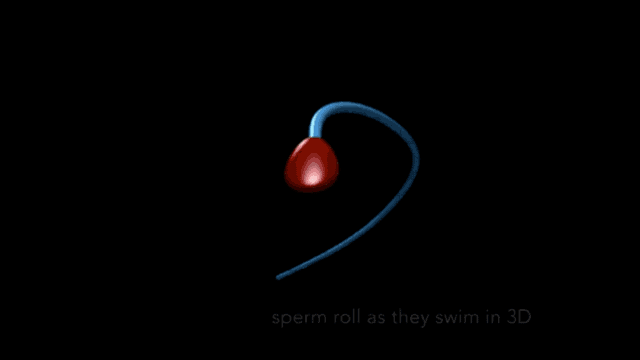 精子|精子游起来并不像“小蝌蚪”，三百年来科学家都看错了