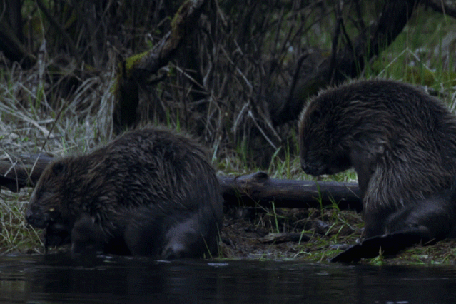 平头哥|等你睡着了，它们就出来活动了
