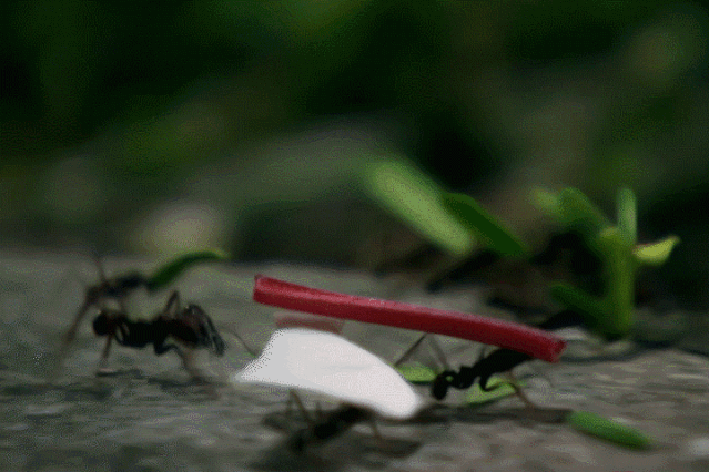 平头哥|等你睡着了，它们就出来活动了