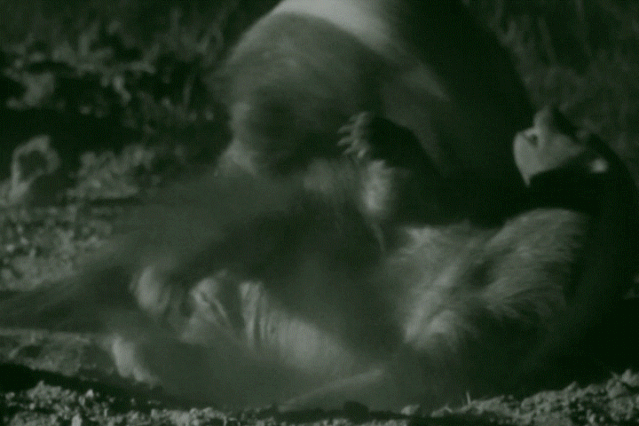 平头哥|等你睡着了，它们就出来活动了