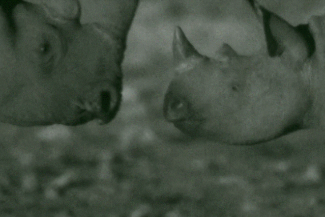 平头哥|等你睡着了，它们就出来活动了