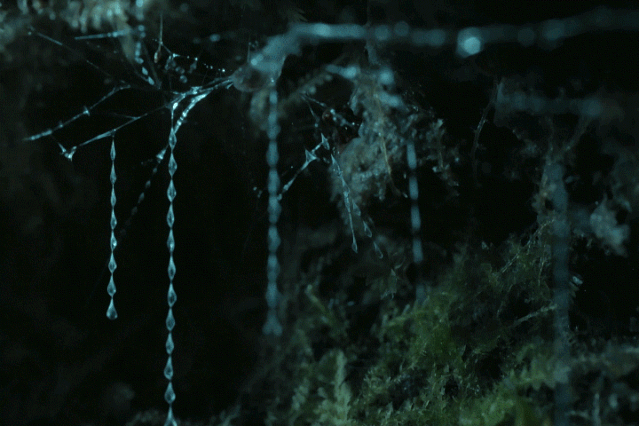 平头哥|等你睡着了，它们就出来活动了