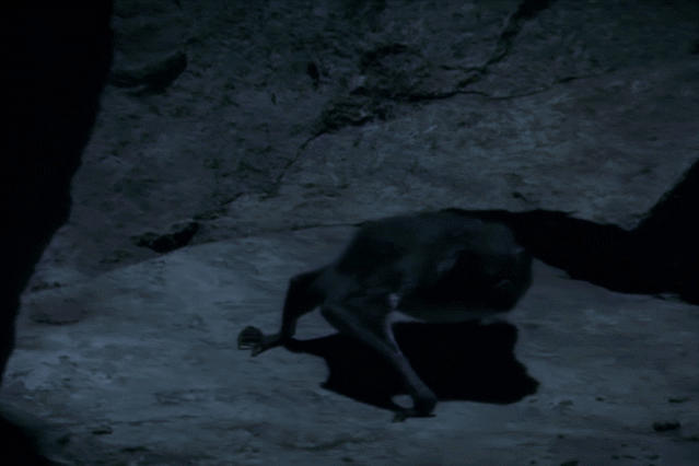 平头哥|等你睡着了，它们就出来活动了