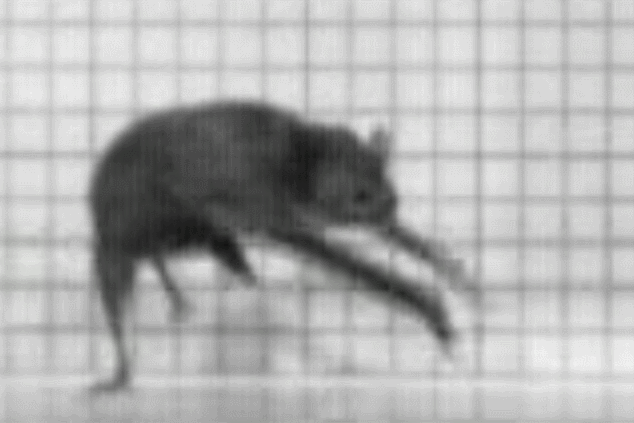 平头哥|等你睡着了，它们就出来活动了