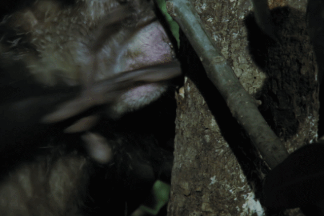 平头哥|等你睡着了，它们就出来活动了