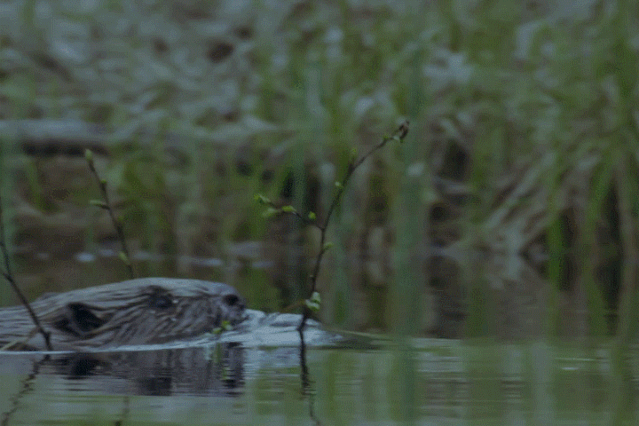 平头哥|等你睡着了，它们就出来活动了