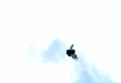 鸽子|一种被人类选育出来的鸟，不会飞，却只会翻跟斗