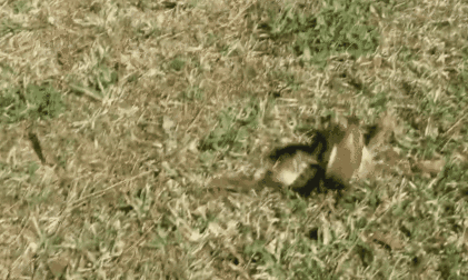 鸽子|一种被人类选育出来的鸟，不会飞，却只会翻跟斗