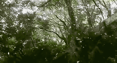 刘德华|那个让刘德华难忘、周迅羡慕、汤唯当众表白的女人