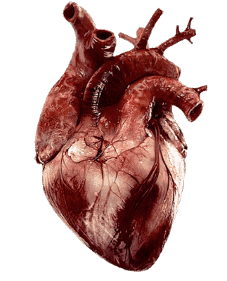 心脏最怕什么食物