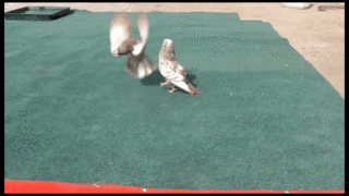 鸽子|一种被人类选育出来的鸟，不会飞，却只会翻跟斗