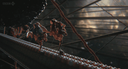 科学家|为什么人类总吃食草动物，很少吃食肉动物？科学家：吃不得