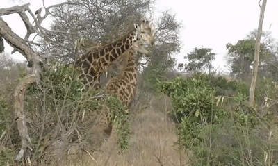 高个儿|南非，两只长颈鹿罕见打斗45分钟，高个儿打架2米以上空间重要