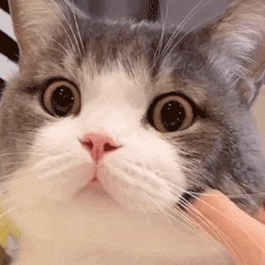 网红猫咪表情包合集