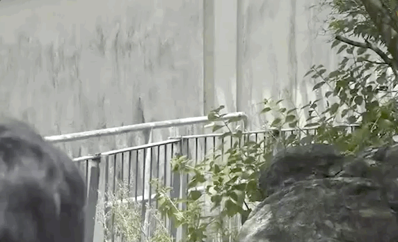 曾志伟|曾志伟送亡妻火化，自曝太太患多种癌症，曾国祥透露母亲希望海葬