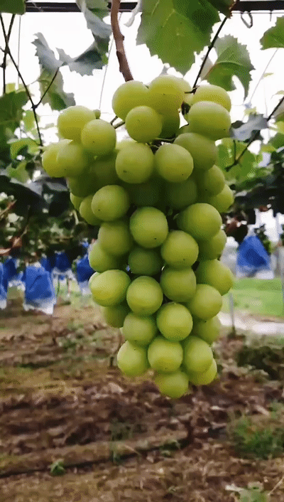 夏日炎炎有你超甜今年份的葡萄采摘这就安排