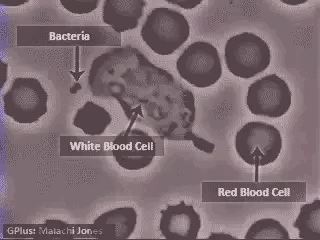 病毒|地球上万物都是相生相克的，那么病毒在自然界有天敌吗？