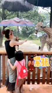 张丹峰|洪欣带女儿逛动物园，6岁彤彤身高到妈妈腰间，不见张丹峰陪同