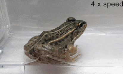 甲虫|被吞掉后，它只要6分钟就能从“菊花”里钻出逃生