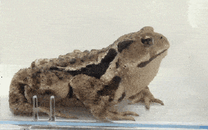 甲虫|被吞掉后，它只要6分钟就能从“菊花”里钻出逃生