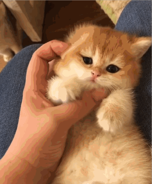 日本推出猫咪公寓 只要租房就送猫 网友表示 不说了我去领猫了 腾讯网