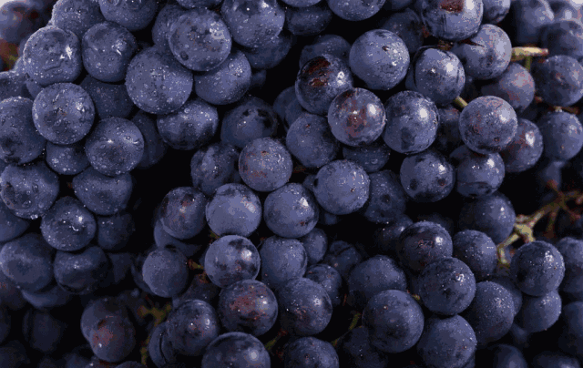 采摘|自然生长 苓茏苑 紫秋葡萄>成熟啦!_腾讯新闻