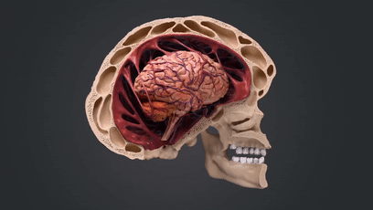 车祸|我们必须进化得这么丑，才能不怕车祸？