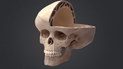 车祸|我们必须进化得这么丑，才能不怕车祸？