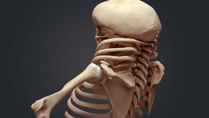 车祸|我们必须进化得这么丑，才能不怕车祸？