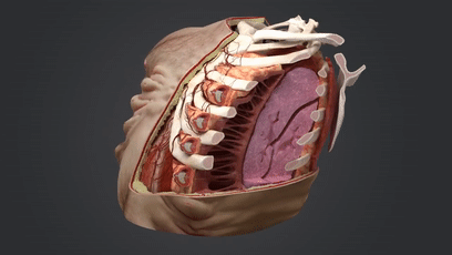 车祸|我们必须进化得这么丑，才能不怕车祸？