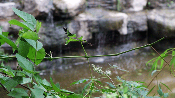 北京植物园|大雨过后，北京植物园蓄水2万吨，樱桃沟再现“宛平新八景”