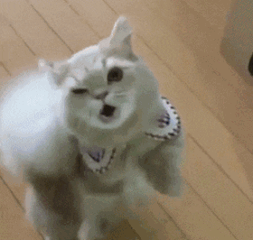 西伯利亚森林猫|大尾巴西伯利亚森林猫，可萌可霸气，简直是行走的鸡毛掸子啊