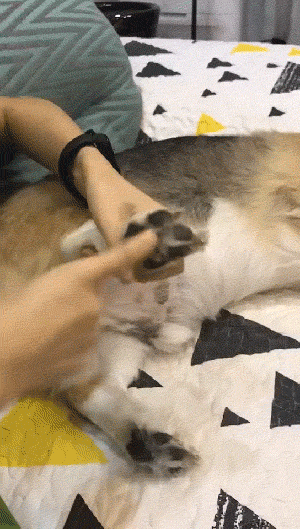 男不养猫结了婚的也不行