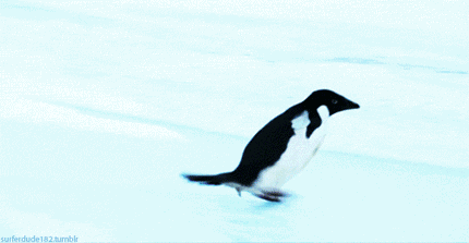 萌爆了动物界也有滑雪大赛鸵鸟企鹅大熊猫看它们惊艳出场