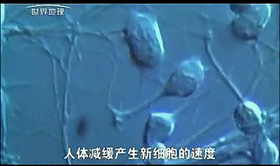 断食|隔一天饿一天，小鼠寿命延长了40％，那轻断食的人呢？