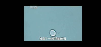 断食|隔一天饿一天，小鼠寿命延长了40％，那轻断食的人呢？