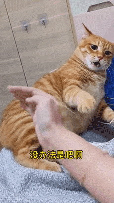 230_408gif 动态图 动图