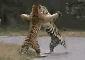 母狮|雄狮有鬃毛，母狮却没有，或许是雄狮总挨揍？