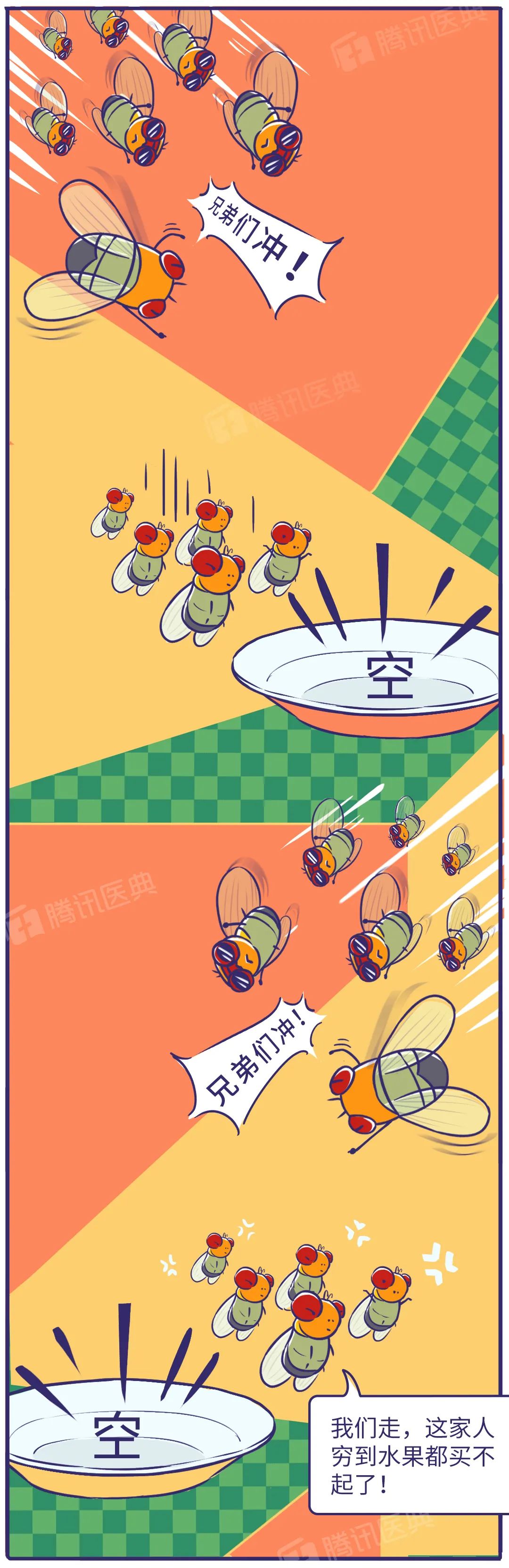 飞虫|家里总出现黑色小飞虫？别慌！教你几个处理绝招！