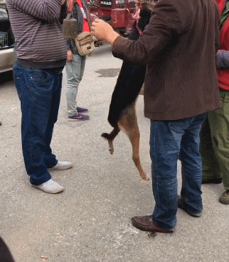 实拍"肉狗交易",小贩用大杆称幺完直接把狗拉到狗肉馆