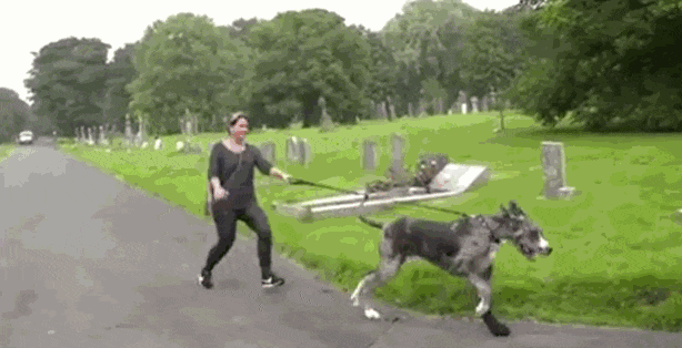 犬科|为什么只有大型的猫科动物，而没有大型犬科动物？