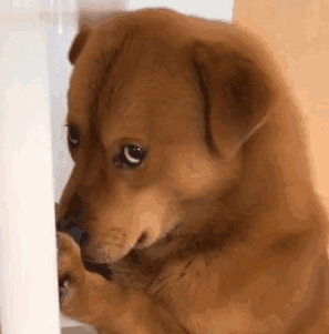 表情包超级魔性的动态表情包