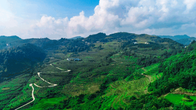 猕上你的红心乐业红心猕猴桃采摘上市啦