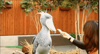 鲸头鹳|鲸头鹳暴雨中一动不动因为“智商感人”？错了！其实人家聪明着呢……